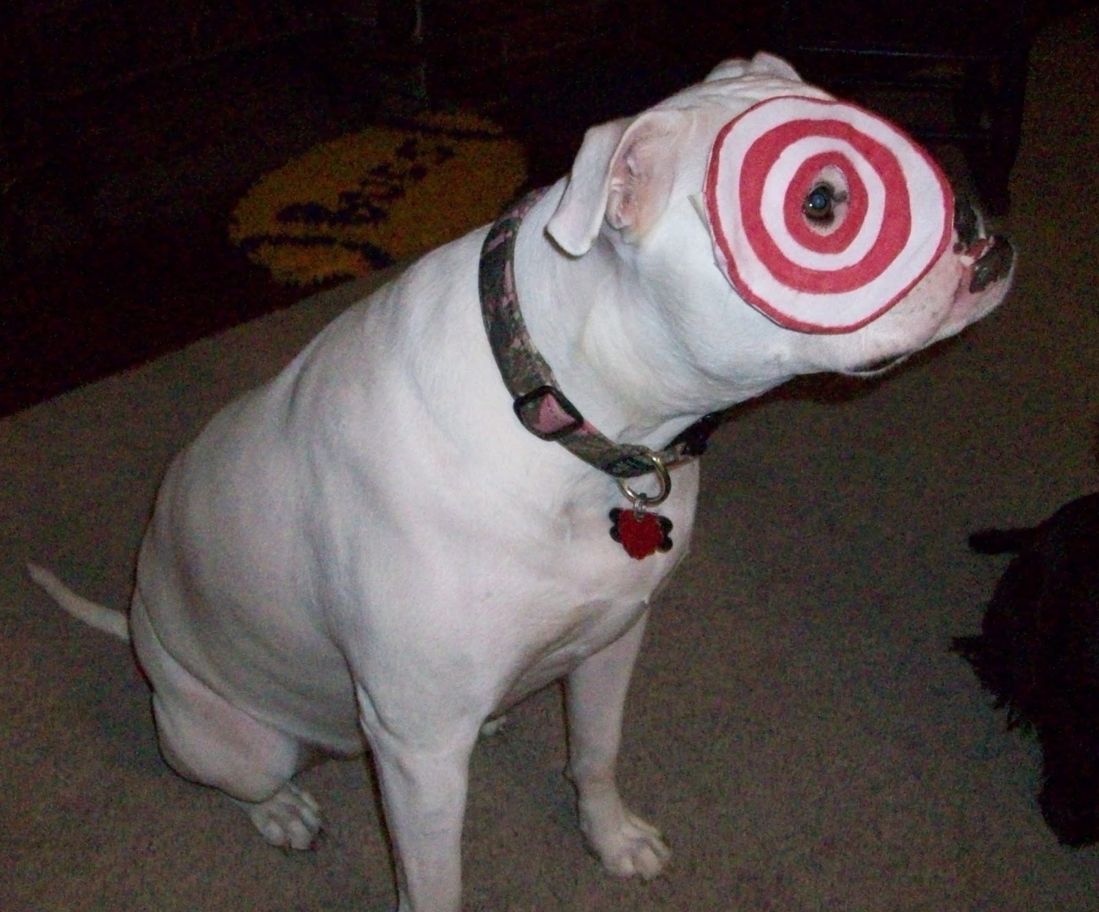 target breed breed of target 28 images small target breed breeds puppies target breed bull target breed breed of target 28 images small target breed breeds puppies target breed bull