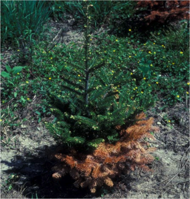 NCSU PDIC Phytophthora Root Rot on Fraser Fir