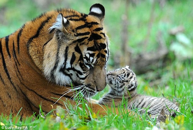 curiosidades: Tigre de Sumatra