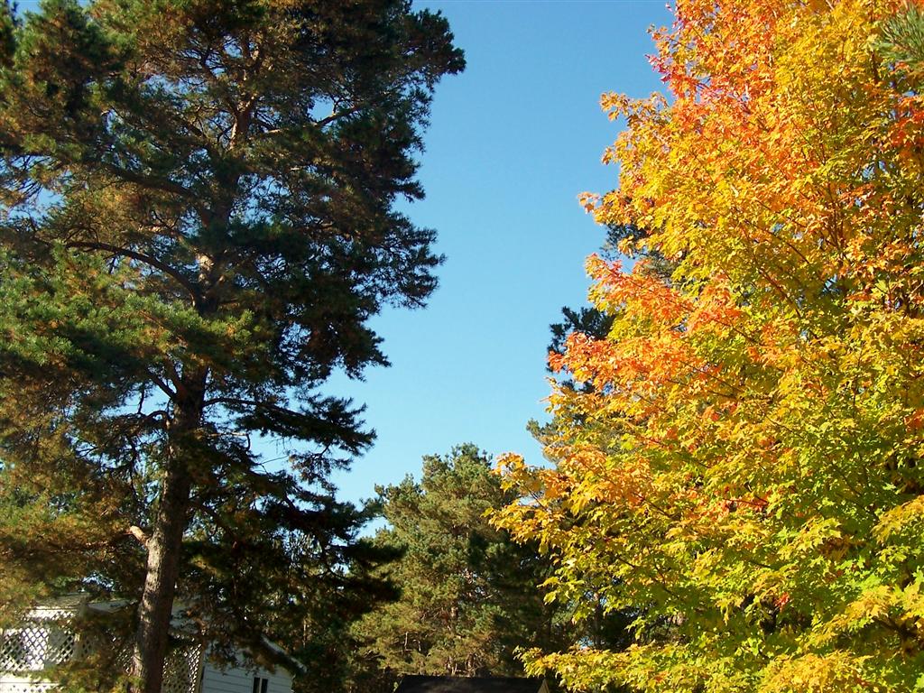 Perennial Passion: Autumn Colors in my own Yard