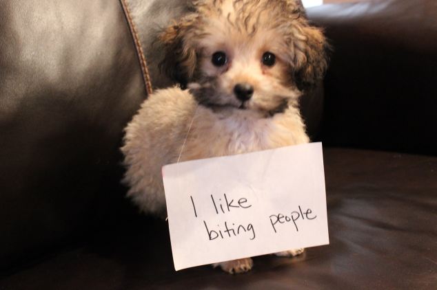 Why Do Dogs Make Themselves Throw Up Why Do Dogs Make Themselves Throw Up