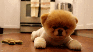 cute dog animated photo