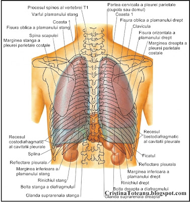 Cristina Toteanu Anatomia Corpului Uman Imagini Corpul Uman