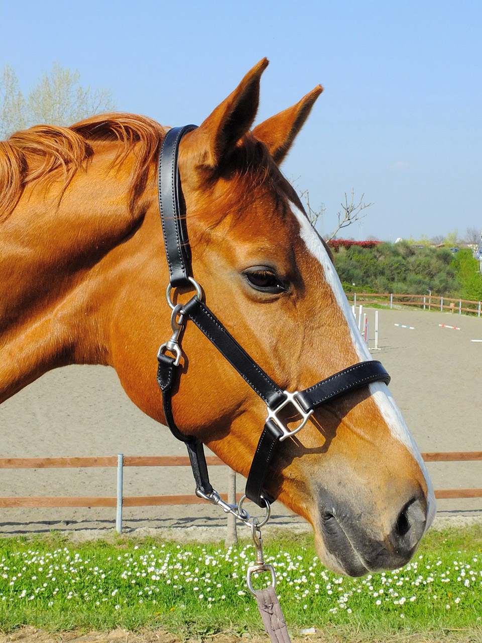 Sketches from the Saddlery Leather items made in Italy Black Leather