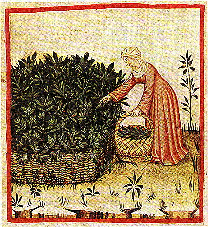 HERBAL cures HERBALIST SURVIVAL 79 old books HERBS natural healing plants SKILLS HERBAL cures HERBALIST SURVIVAL 79 old books HERBS natural healing plants SKILLS
