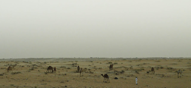 Camels @ Nai'riyah | Debopriyo Datta 2013