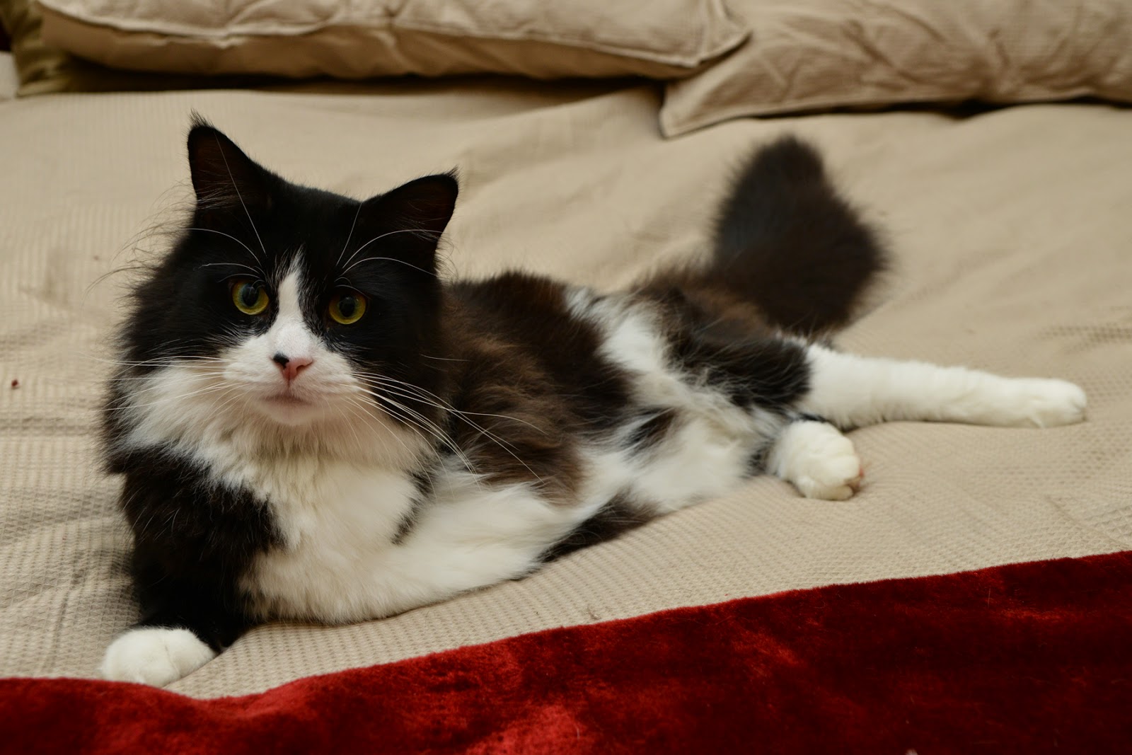 Small Animal Talk Polevaulting cats, misdirected texts and a vet nurse who rocks