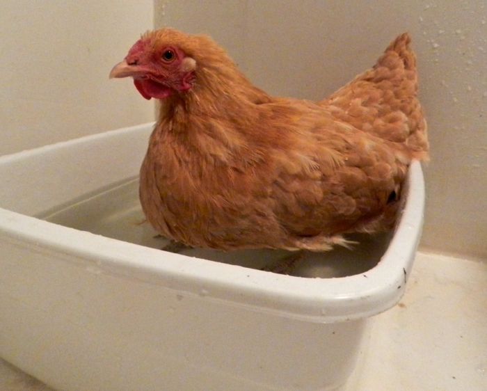 Gold Coast Chickens Chicken Bath Treatment for Sick Chickens Gold