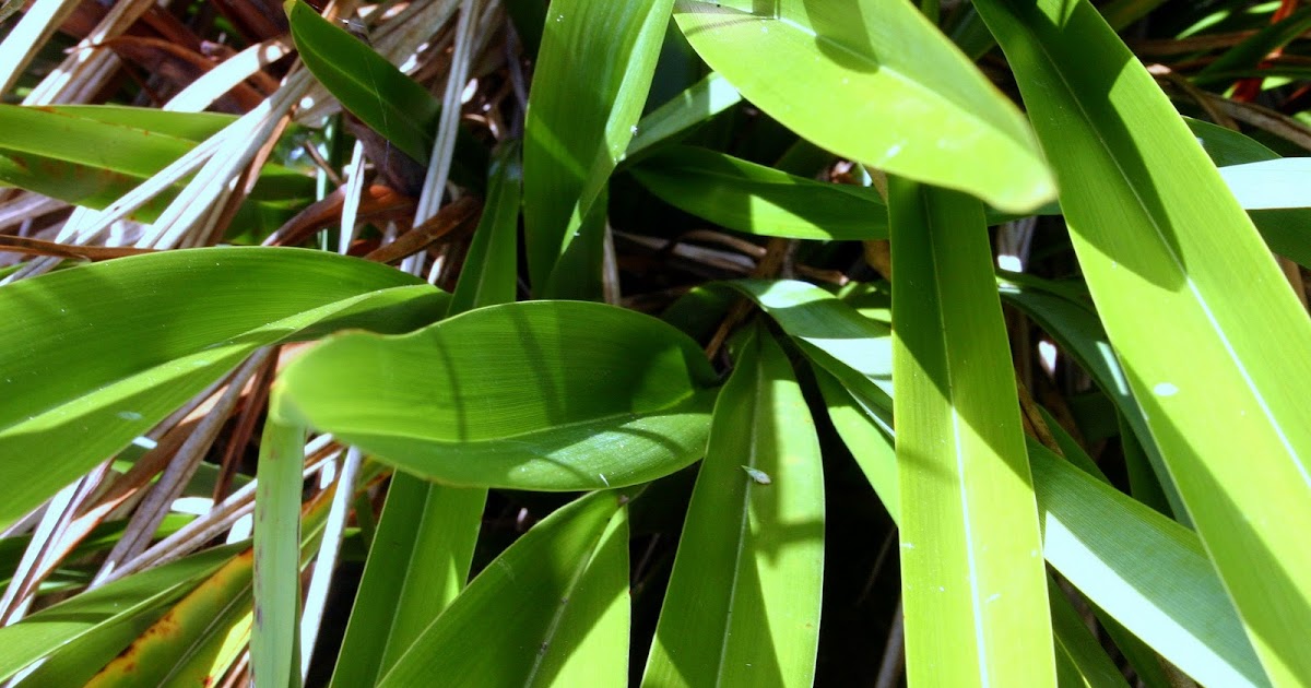 Botany word of the day Keel A sharp central ridge