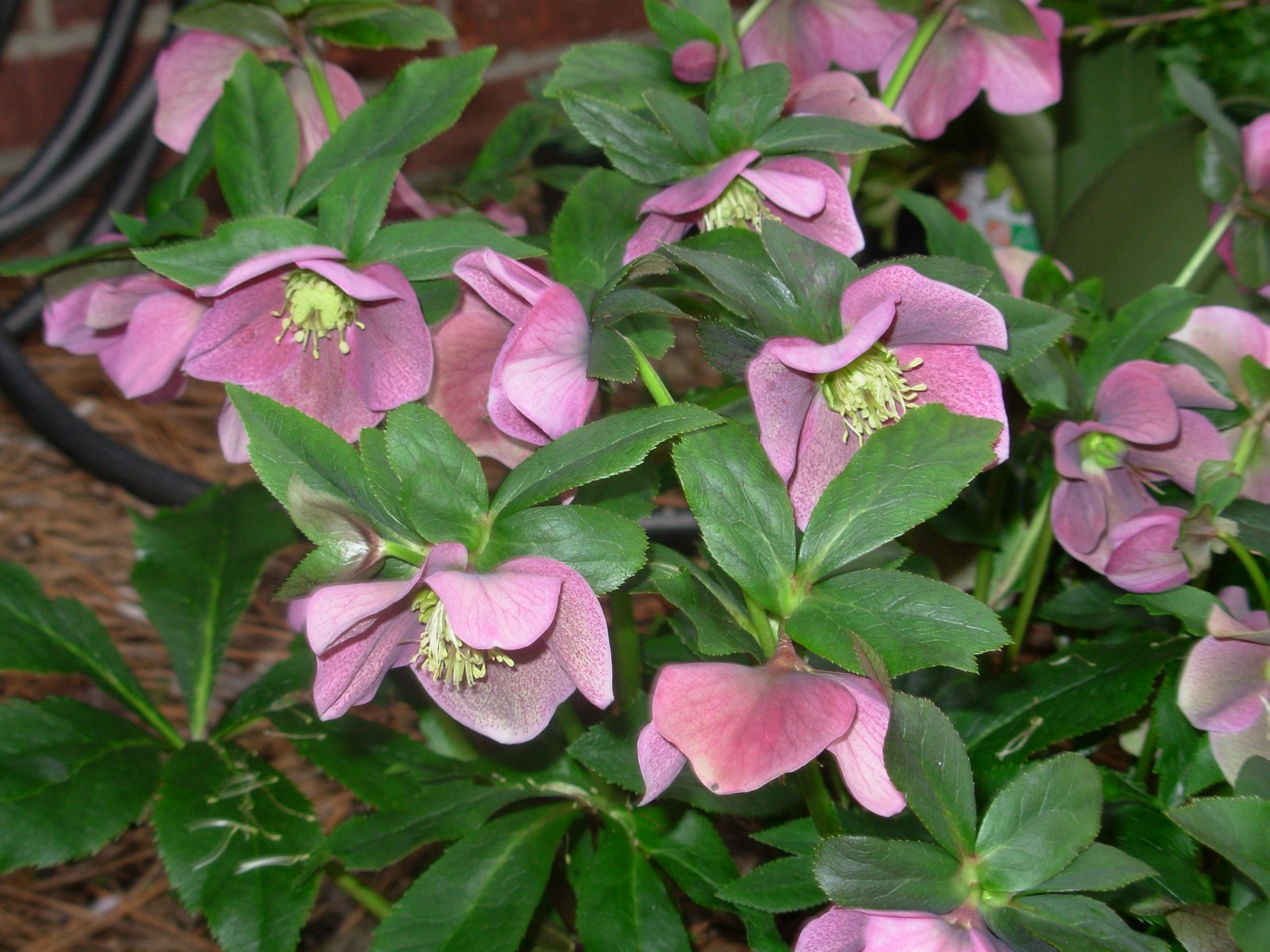 Color and Blooms in My January Garden ONE HUBCAP FARM Blythewood, SC