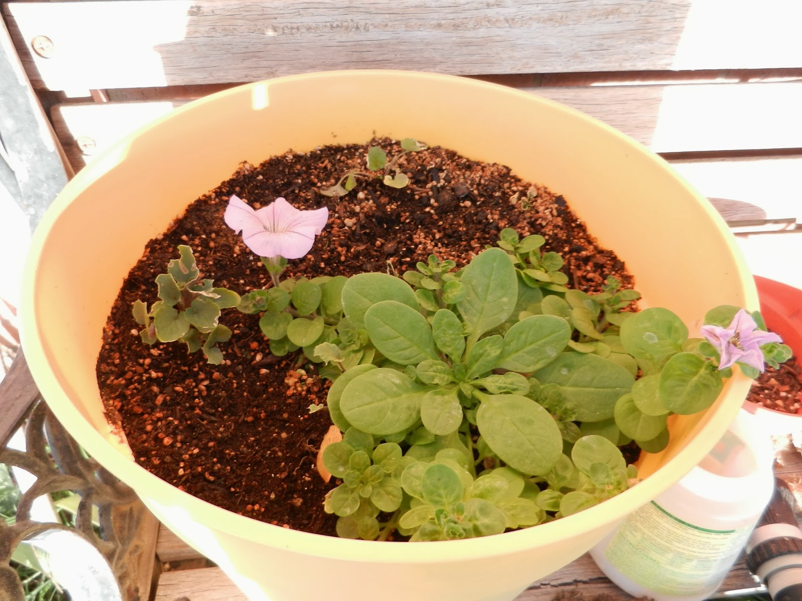 purple pink petunia purple pink petunia