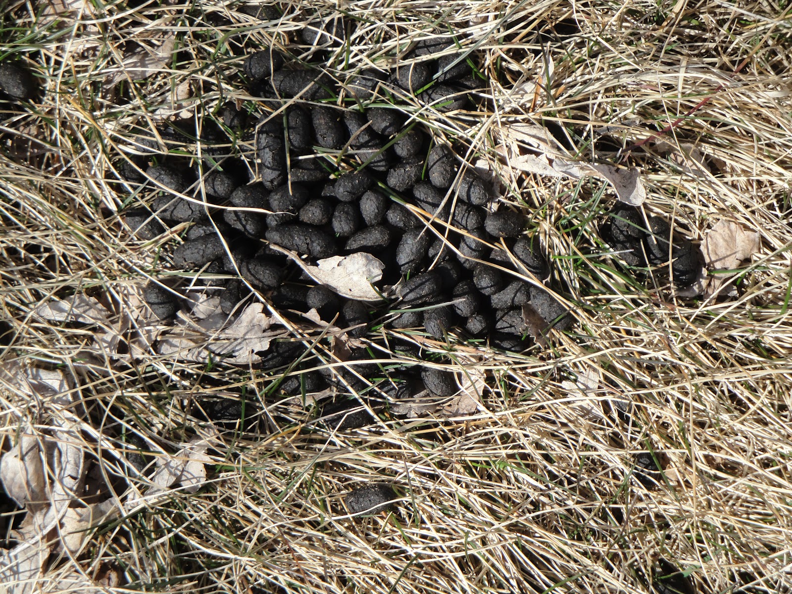 From the Suburbs, Naturally