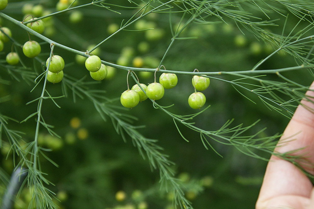 Rurification Asparagus Fruit