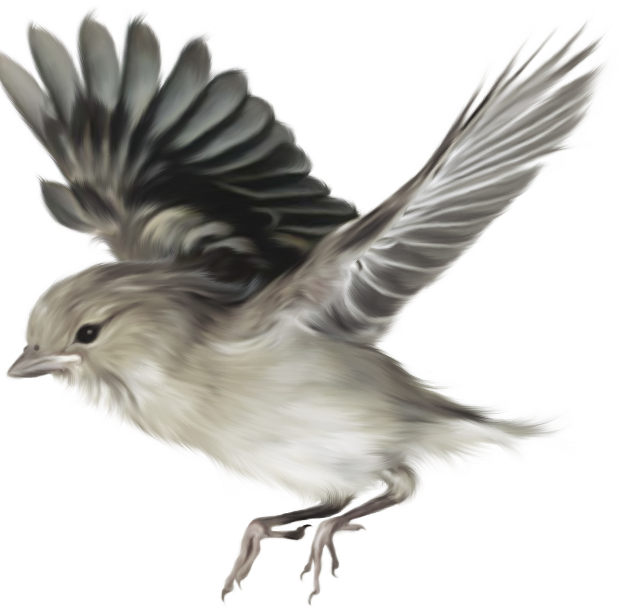 Imagens Png fundo transparente grátis: Imagens fundo transparente pássaros