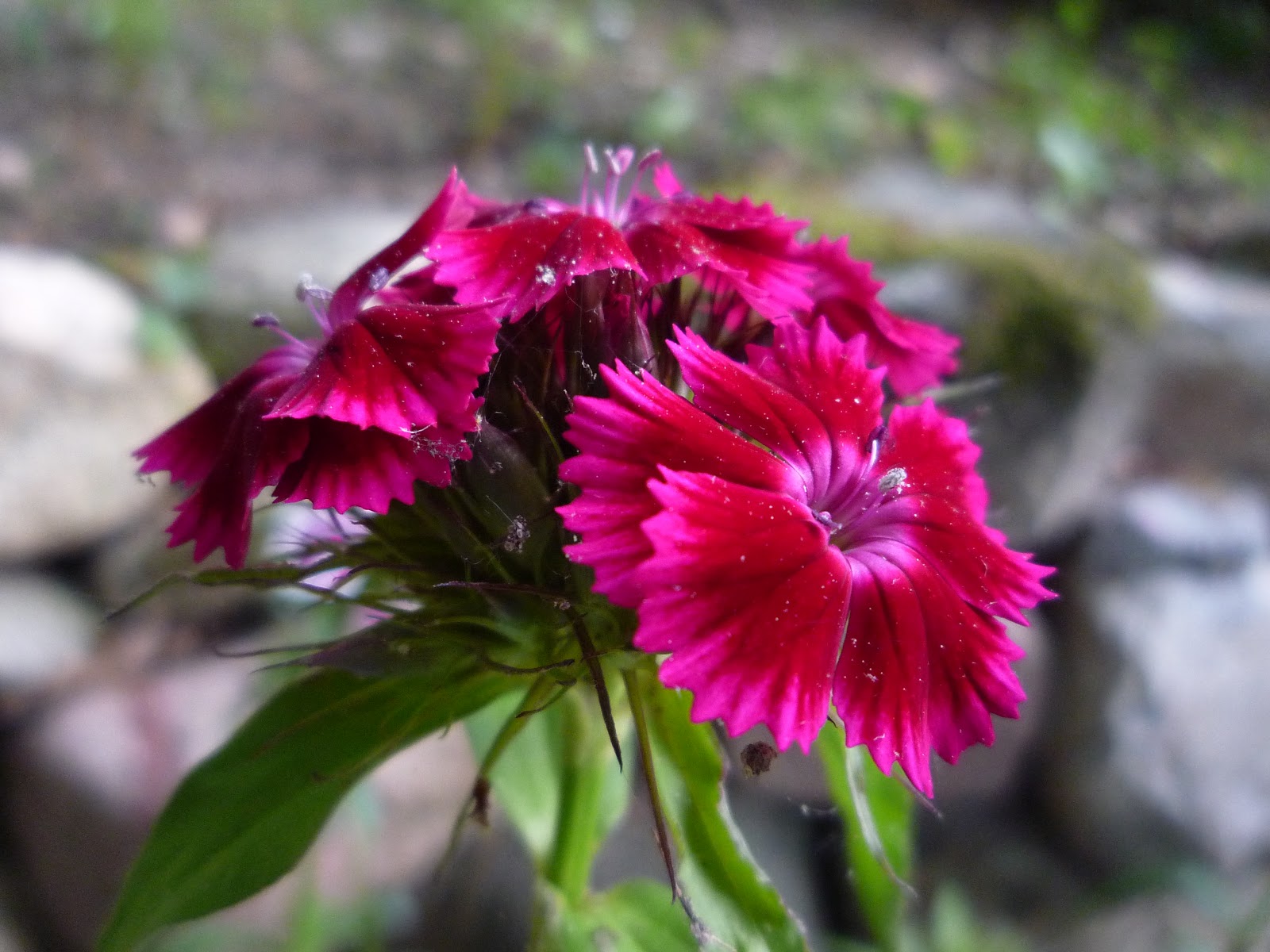 Gardening&Crafting with Bernadette Mary Garden Honoring the Blessed