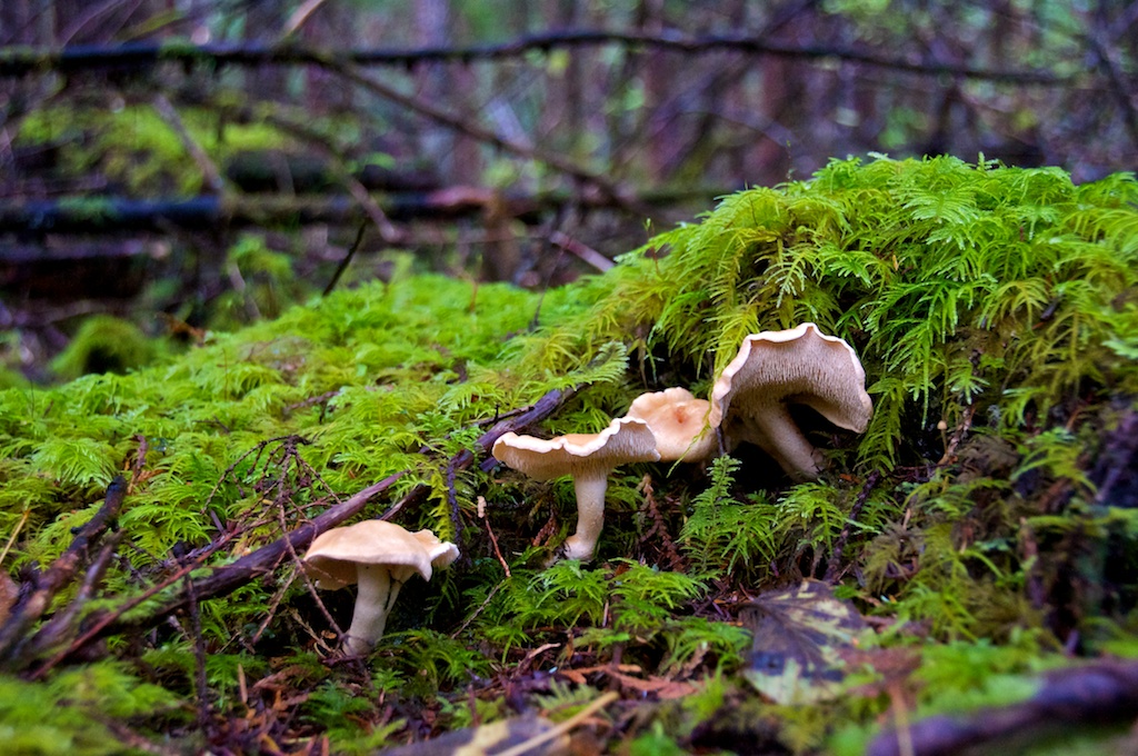 Winter Mushrooms Langdon Cook