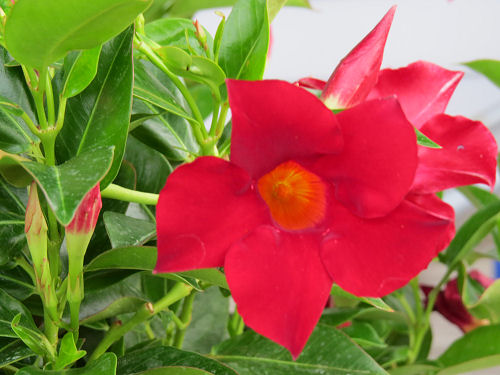 Dipladenia