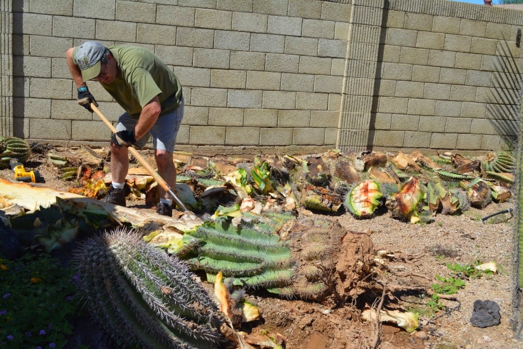AZ DIY Guy's Projects How to remove a fallen 16' cactus from your back
