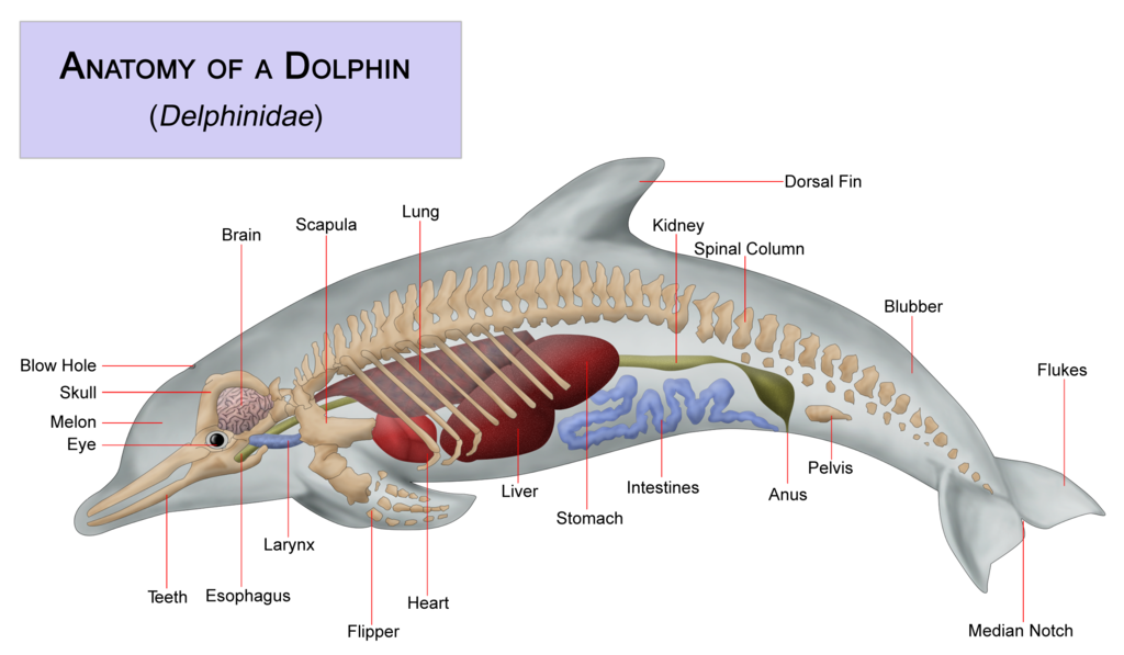 The anatomy of a dolphin