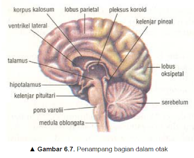 Klasifikasi Sistem Syaraf Otak 1