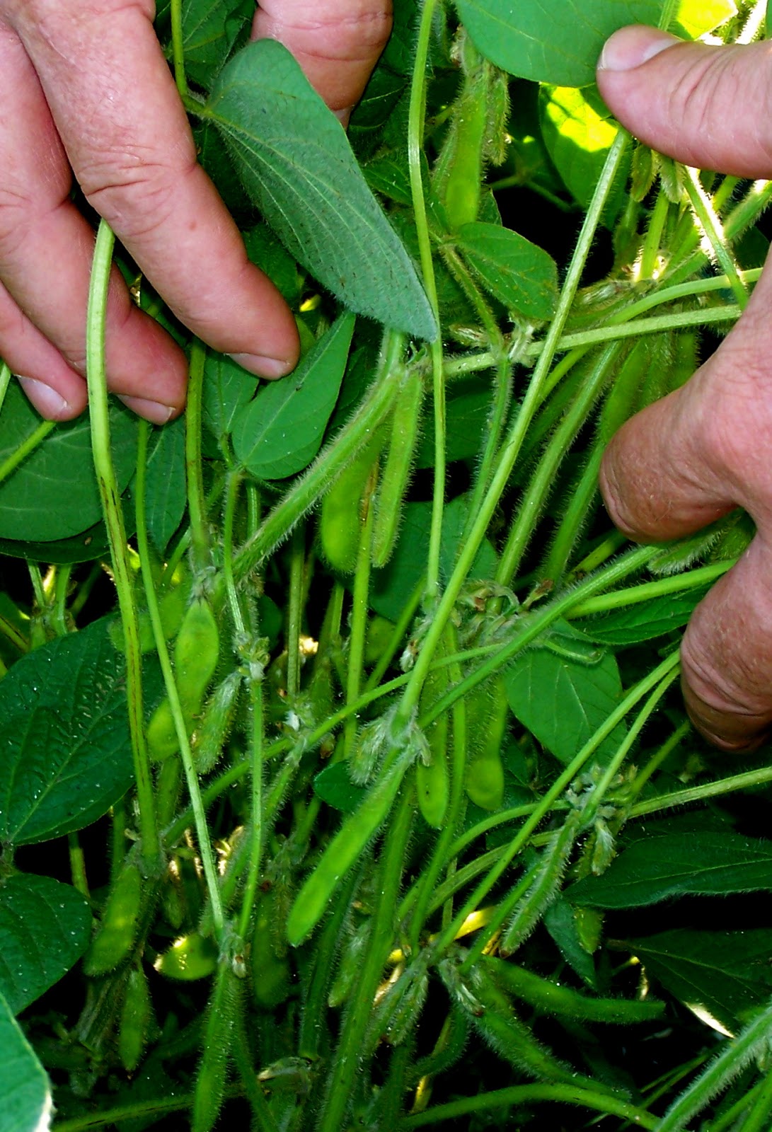 Griggs Dakota Raising Soybeans Through the Seasons