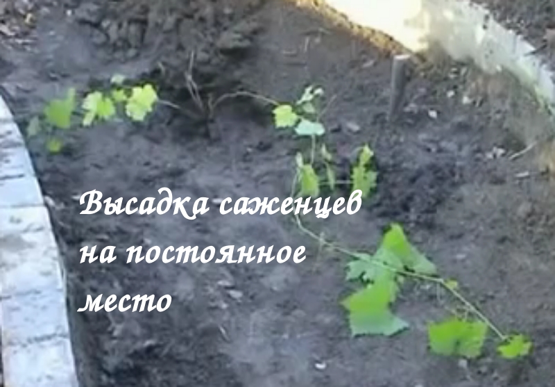 Агротехника выращивания винограда 3