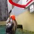 Sakit Rematik, Berang-berang Lakukan Aksi Slam Dunk