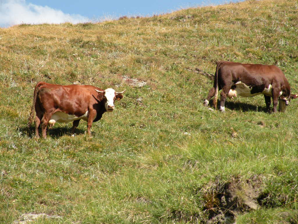 Vachement belles Vaches des HautesAlpes