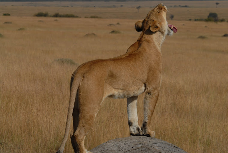 Lion in masai mara