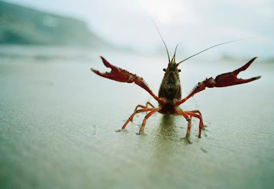 Signal+Crayfish.jpg