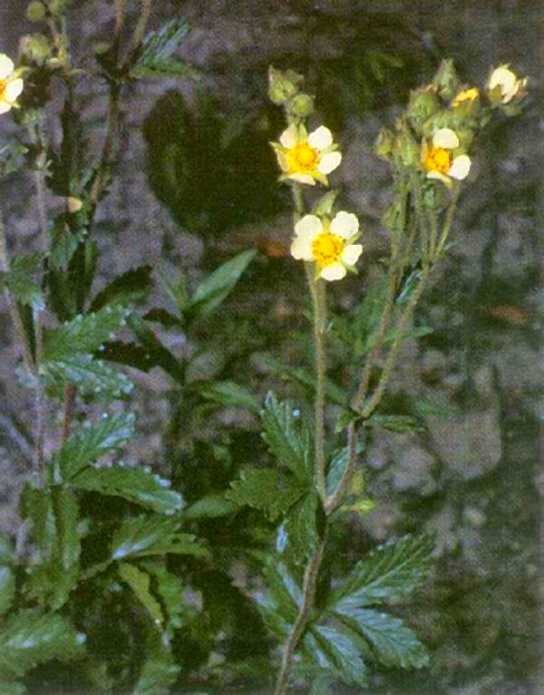 Potentilla Fruticosa Tangerine Shrubby Cinquefoil Dobbies