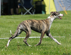 Welcome to meet my Whippet girl "Taffy" aka Sporting Fields Jamaican Me Crazy
