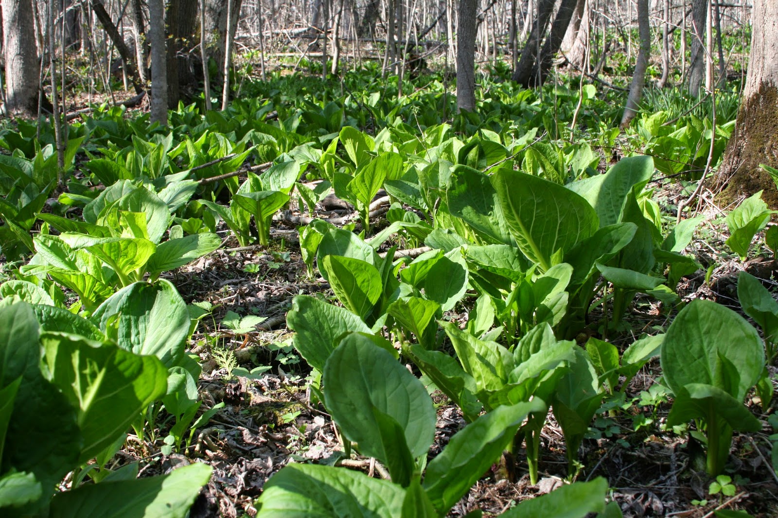 Isabella Conservation District Environmental Education Program 100