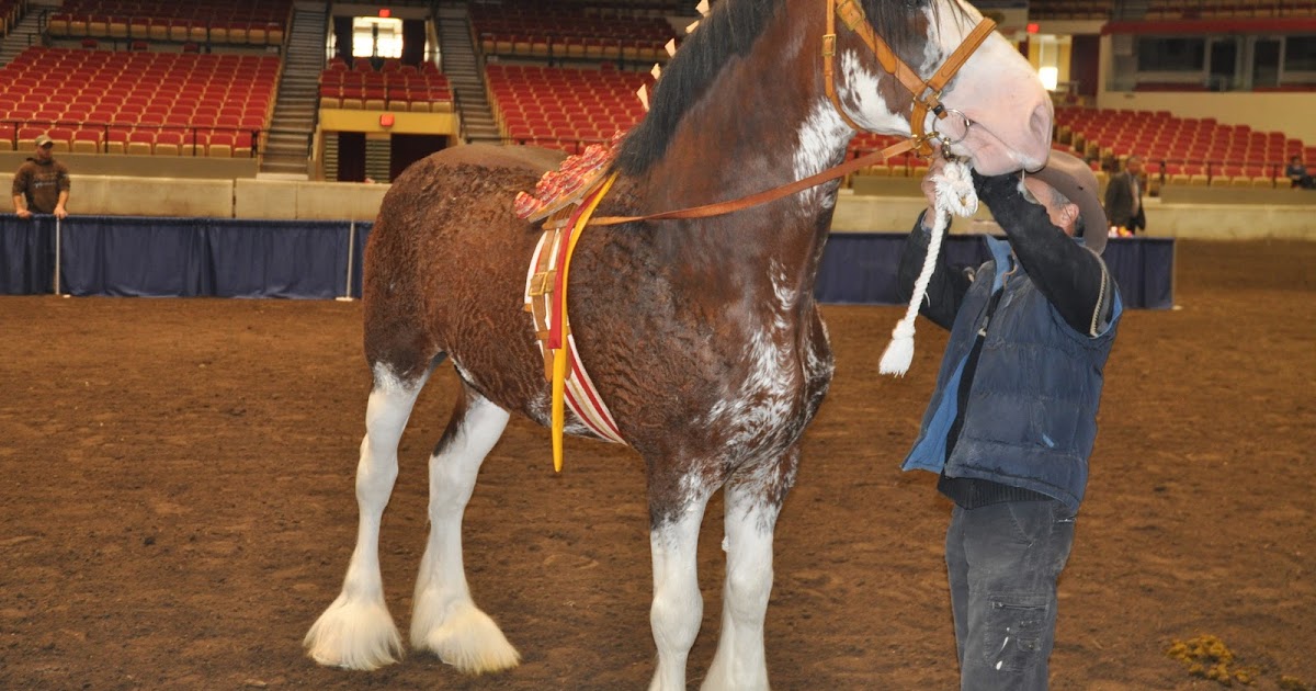 World Clydesdale Show Stallion Halter Classes are underway at WCS