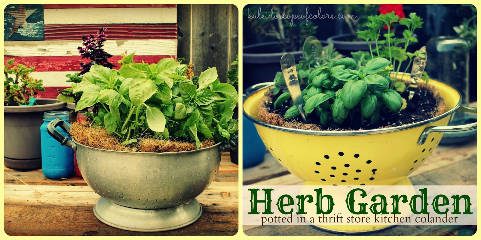 Kaleidoscope of Colors Herb Garden Potted in a Thrift Store Kitchen