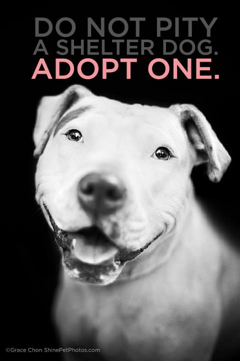 Dogs Adoption Co Uk Pets Juno Dogs Adoption Co Uk Pets Juno