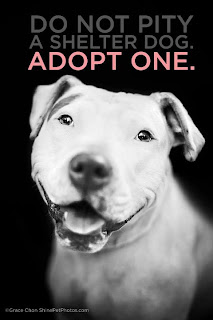 Adopted Shelter Dog Socializing Adopted Shelter Dog Socializing