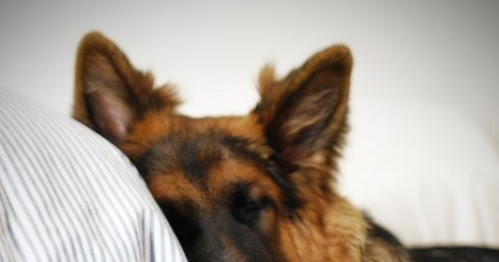 how much is a german shepherd how much a german shepherd sleeps many how much is a german shepherd how much a german shepherd sleeps many