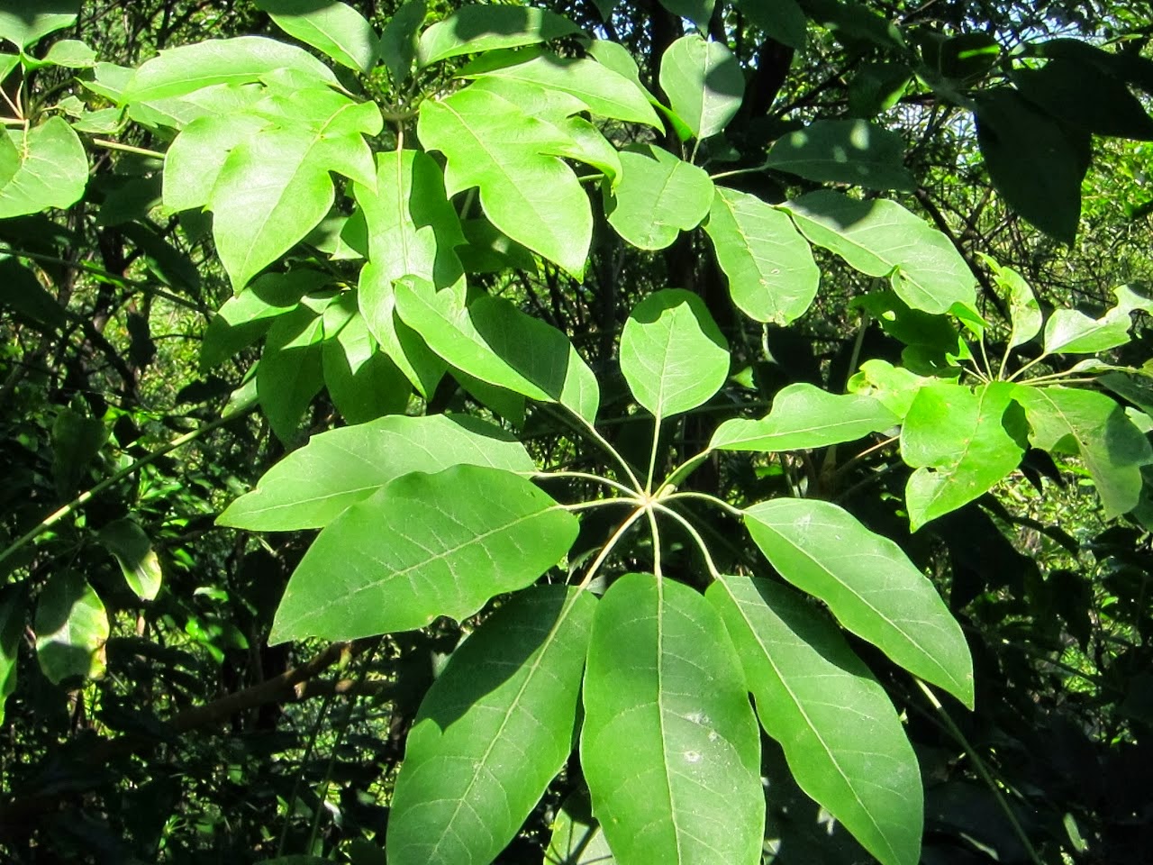 Metime 江某與青楓