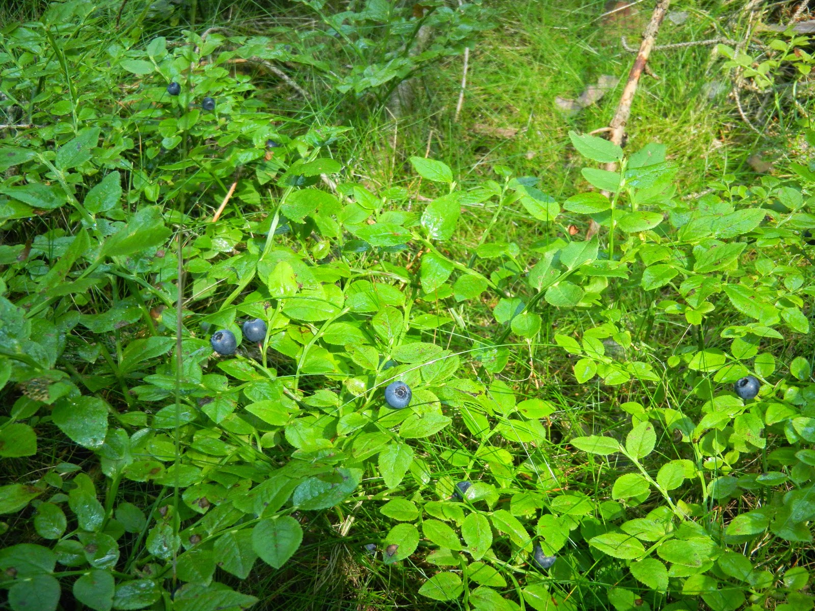 Fliederbaum Heidelbeer AuflaufClafoutis