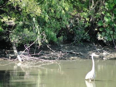 pond and blue heron
