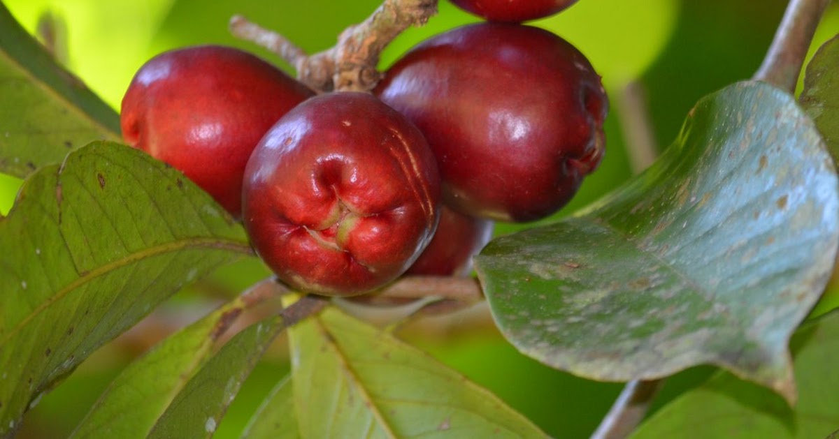 Tropical Biodiversity Santarém Pará Brasil Rose apple fruit