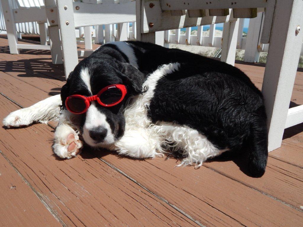 Taco Belle Times Tails Of A Baby Boomer Veterinarian Pain
