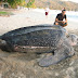 UF researchers discover enormous turtle fossil in Northern Colombia