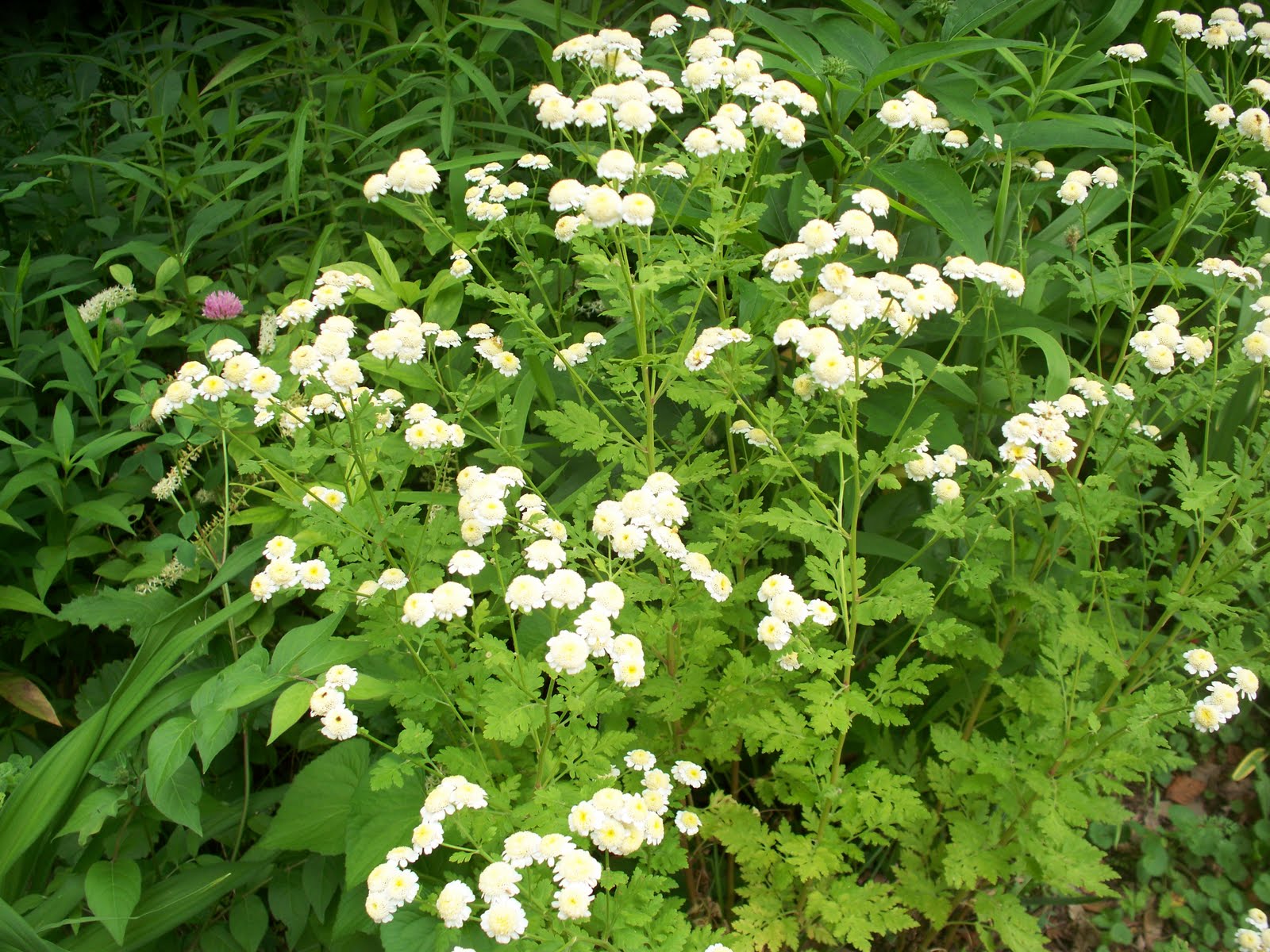 Garden Beauty Feverfew, Lavender, and St. John's Wort Medicinal Herbs