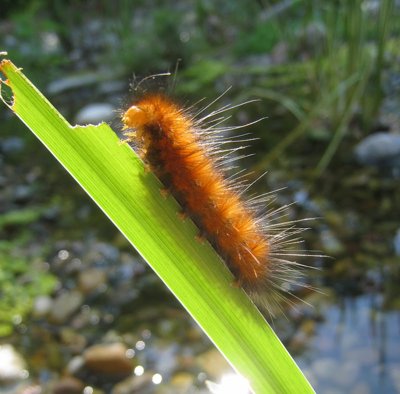 Distracted Naturalist Fuzzy Orange Caterpillar