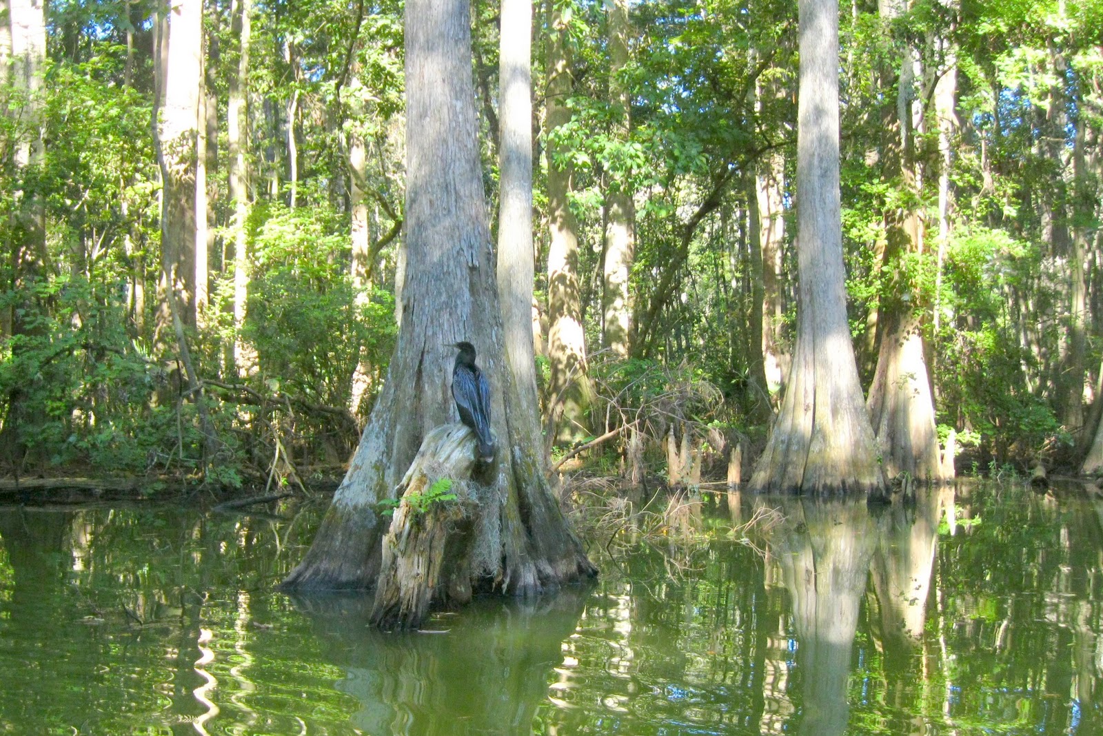 Central Florida Kayak Tours Kayaking a Florida Creek called The Dora