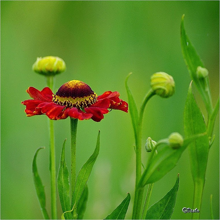 Emerging Photographers, Best Photo of the Day in Emphoka by Vasko, https://flic.kr/p/8kZpSx Emerging Photographers, Best Photo of the Day in Emphoka by Vasko, https://flic.kr/p/8kZpSx
