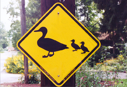 duck crossing sign