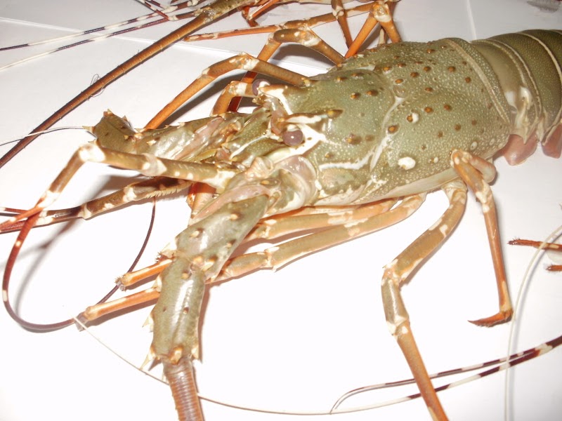 udang lobster